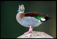 Ringed Teal