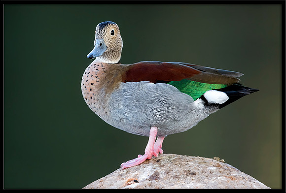 Ringed Teal