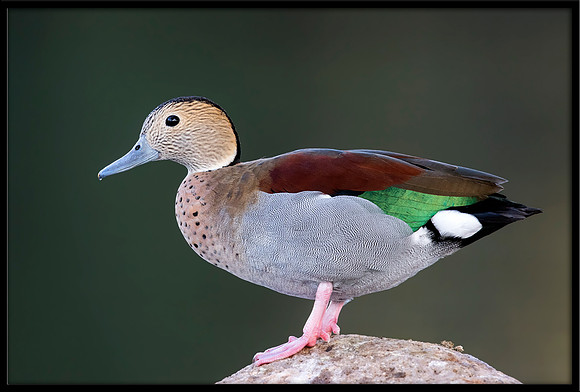 Ringed Teal