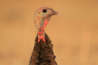 Portrait of a turkey