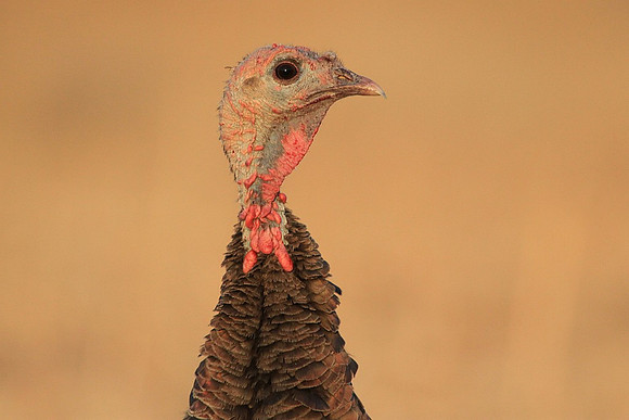 Portrait of a turkey