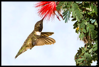 Black-chinned Hummingbird