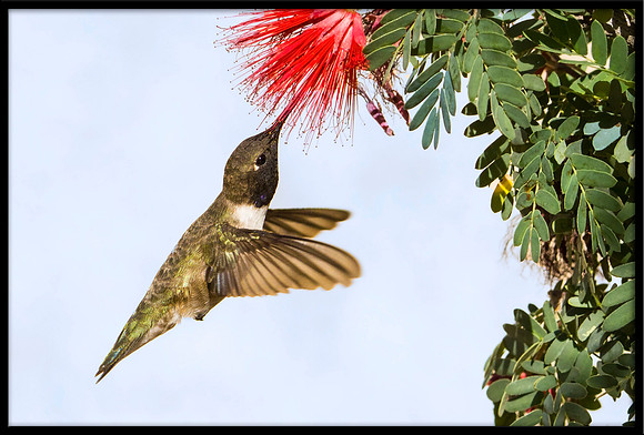 Black-chinned Hummingbird