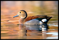 Ringed Teal