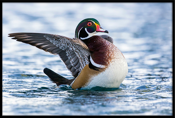 Wood Duck