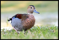 Ringed Teal
