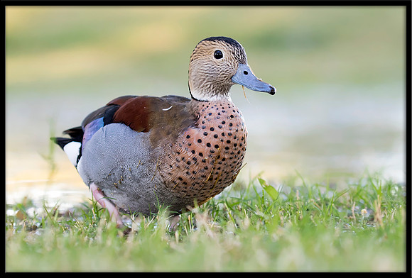 Ringed Teal