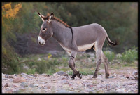 Wild Donkey