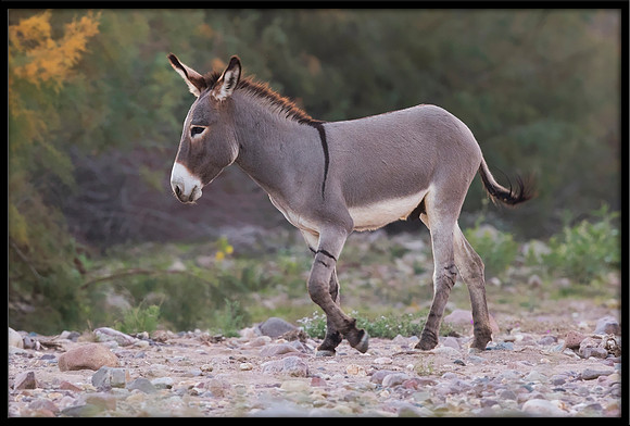Wild Donkey