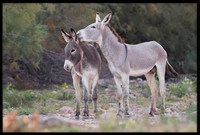 Wild Donkey