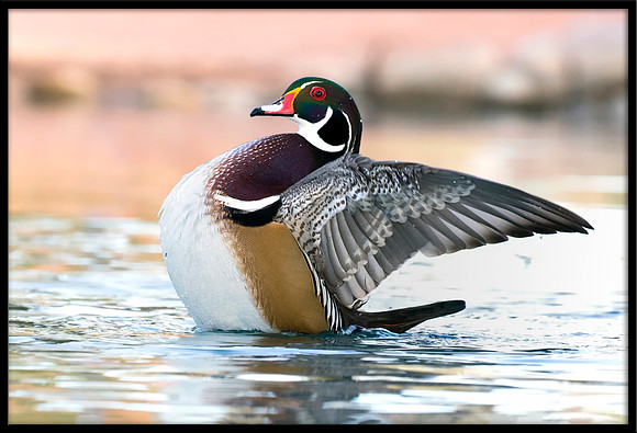 Wood Duck
