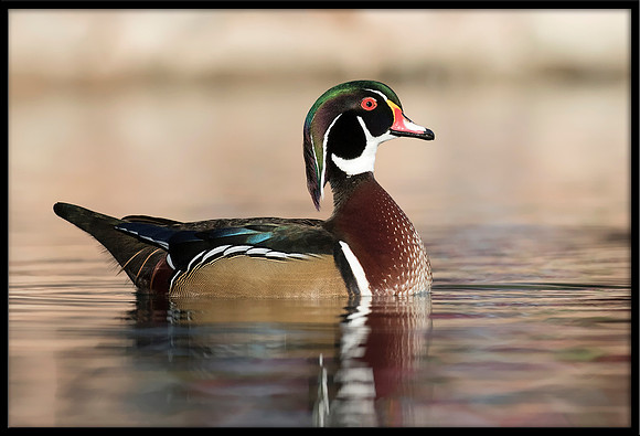 Wood Duck
