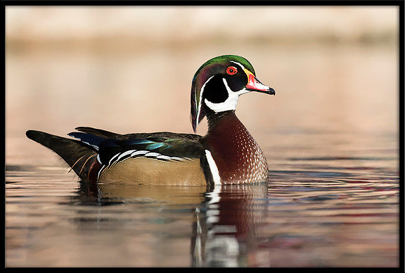 Wood Duck