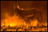 Donkeys