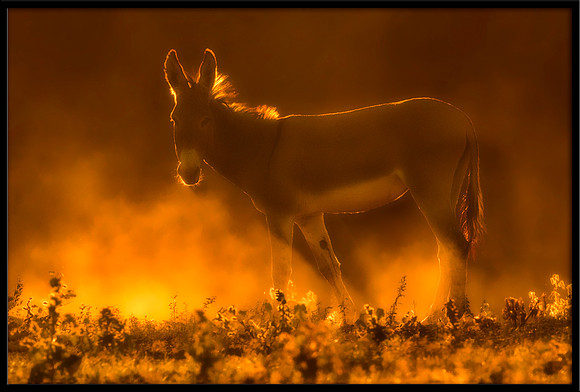 Wild Donkey