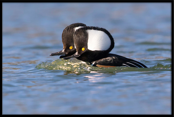 Hooded Mergansers