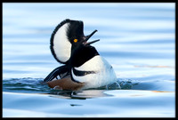 Hooded Merganser Courtship Display