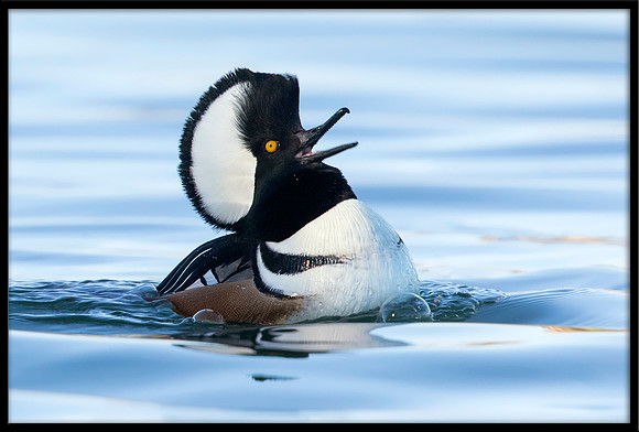 Hooded Merganser Courtship Display