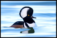 Hooded Merganser Courtship Display