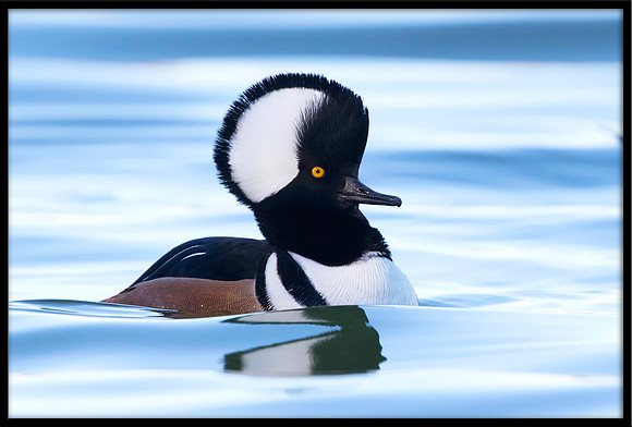 Hooded Merganser Courtship Display