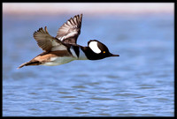 Hooded Merganser