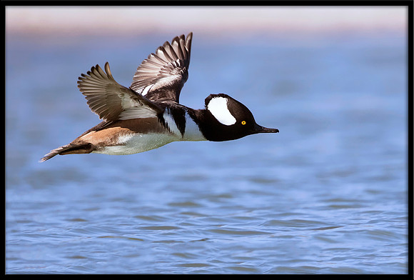 Hooded Merganser