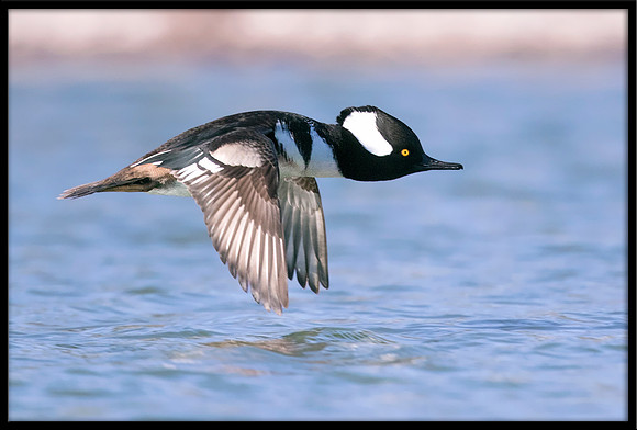 Hooded Merganser