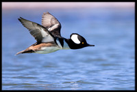 Hooded Merganser