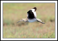 Willet