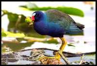 Purple Gallinule