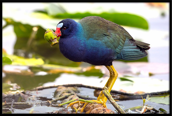 Purple Gallinule