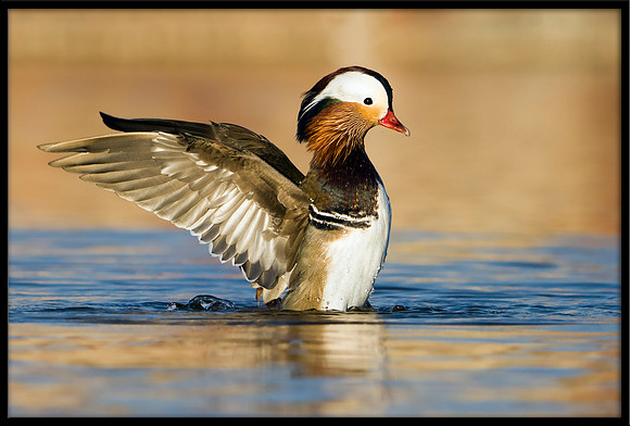 Mandarin Duck