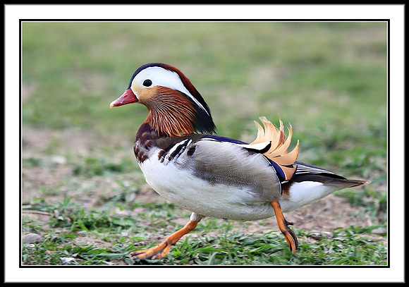 Mandarin Duck