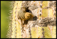 Gila Woodpecker chick fledging on June 4m 2024 at 5:20pm