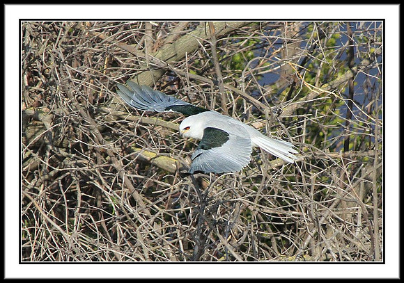 White-tailed Kite nest building