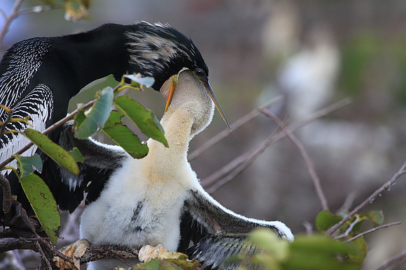 Anhinga feeding young