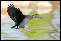 Ringed Teal