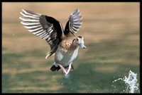 Ringed Teal