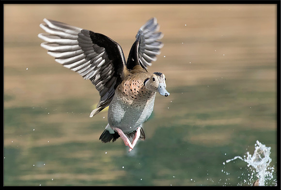 Ringed Teal