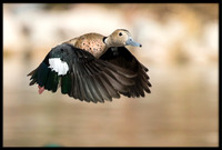 Ringed Teal