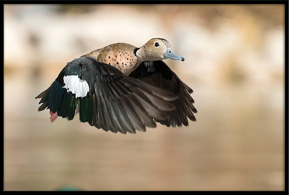 Ringed Teal