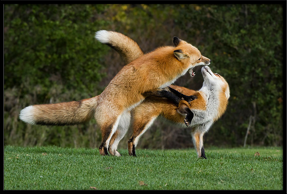 Red Foxes Fighting