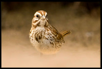 Song Sparrow