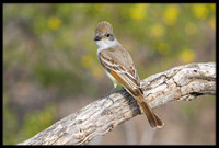 Ash-throated Flycatcher