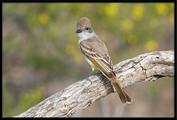 Ash-throated Flycatcher