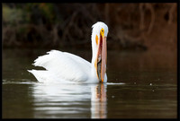 Pelican With Fish