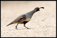 Gambel's Quail