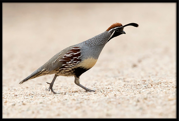 Gambel's Quail