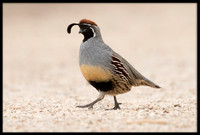 Gambel's Quail