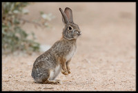 Desert Cottontail